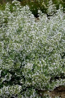 Calamint Plant (Calamintha Nepeta) - 1 Gallon Pot -Green Haven Sales calamint 20