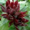 Simply Scentsational Sweetshrub (Calycanthus ) - 3 Gallon Pot