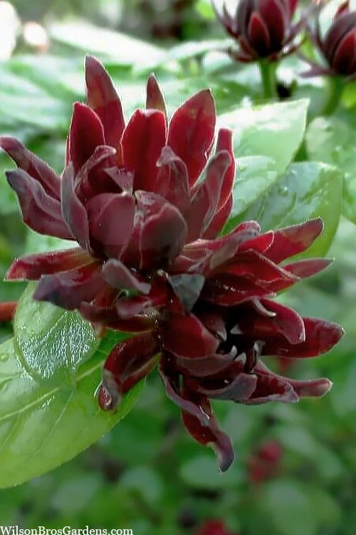 Simply Scentsational Sweetshrub (Calycanthus ) - 3 Gallon Pot 1 Simply Scentsational Sweetshrub (Calycanthus ) - 3 Gallon Pot