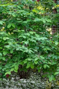 Simply Scentsational Sweetshrub (Calycanthus ) - 3 Gallon Pot 12 Simply Scentsational Sweetshrub (Calycanthus ) - 3 Gallon Pot -Green Haven Sales calycanthus simply scentsational sweet shrub 14