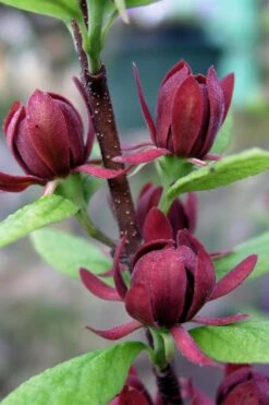 Simply Scentsational Sweetshrub (Calycanthus ) - 3 Gallon Pot 15 Simply Scentsational Sweetshrub (Calycanthus ) - 3 Gallon Pot -Green Haven Sales calycanthus simply scentsational sweet shrub 3