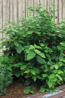 Simply Scentsational Sweetshrub (Calycanthus ) - 3 Gallon Pot 14 Simply Scentsational Sweetshrub (Calycanthus ) - 3 Gallon Pot -Green Haven Sales calycanthus simply scentsational sweet shrub 4