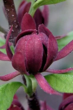 Simply Scentsational Sweetshrub (Calycanthus ) - 3 Gallon Pot 11 Simply Scentsational Sweetshrub (Calycanthus ) - 3 Gallon Pot -Green Haven Sales calycanthus simply scentsational sweet shrub 7