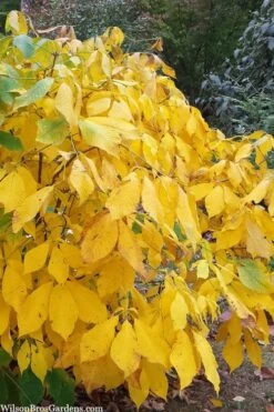 Simply Scentsational Sweetshrub (Calycanthus ) - 3 Gallon Pot 13 Simply Scentsational Sweetshrub (Calycanthus ) - 3 Gallon Pot -Green Haven Sales calycanthus simply scentsational sweet shrub 8