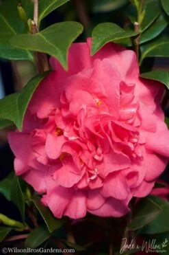 Ack-Scent Fragrant Pink Camellia Japonica - 3 Gallon Pot -Green Haven Sales camellia ack scent jw 3