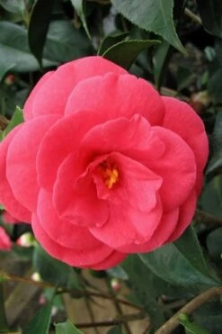 Arctic Rose Cold Hardy Red Camellia - 1 Gallon Pot