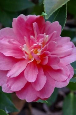 Autumn Spirit Camellia - Hybrid - 1 Gallon Pot -Green Haven Sales camellia autumn spirit 21