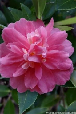 Autumn Spirit Camellia - Hybrid - 1 Gallon Pot -Green Haven Sales camellia autumn spirit 22