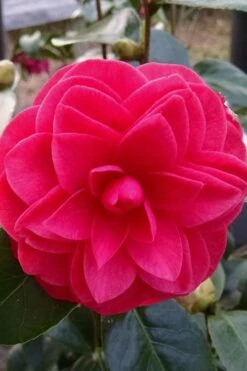 Glen 40 Camellia Japonica - 1 Gallon Pot 12 Glen 40 Camellia Japonica - 1 Gallon Pot -Green Haven Sales camellia glen 40 2