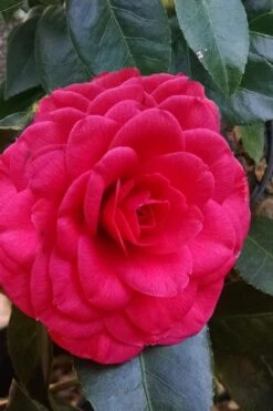 Glen 40 Camellia Japonica - 1 Gallon Pot 10 Glen 40 Camellia Japonica - 1 Gallon Pot -Green Haven Sales camellia glen 40 3