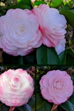 Guest Star Camellia Japonica - 1 Gallon Pot -Green Haven Sales camellia guest star 3