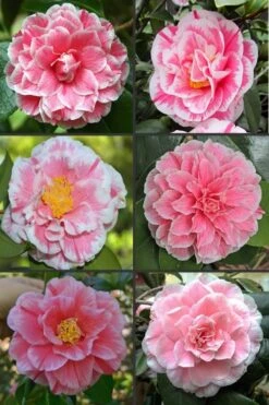 Brilliant Gem Fragrant Camellia Japonica - Herme - 3 Gallon Pot -Green Haven Sales camellia herrmes 1