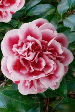 Irrational Exuberance Camellia Japonica - 1 Gallon Pot -Green Haven Sales camellia irrational exuberance 7