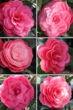 April Kiss Pink Double Flowered Camellia Japonica - 1 Gallon Pot -Green Haven Sales camellia japonica april kiss 102