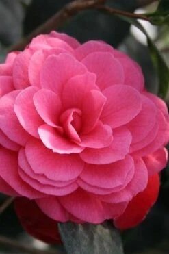 April Kiss Pink Double Flowered Camellia Japonica - 1 Gallon Pot -Green Haven Sales camellia japonica april kiss 103