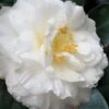 Colonial Dame Camellia - 3 Gallon Pot
