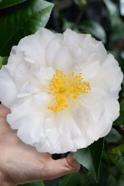 Colonial Dame Camellia - 3 Gallon Pot -Green Haven Sales camellia japonica colonial dame 4