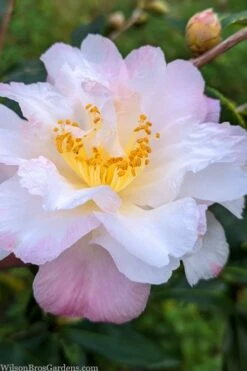 Star Above Star Camellia Sasanqua - 3 Gallon Pot 7 Star Above Star Camellia Sasanqua - 3 Gallon Pot -Green Haven Sales camellia japonica star above star 2