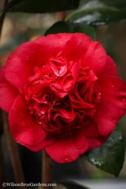 Professor Sargent Camellia Japonica - 1 Gallon Pot -Green Haven Sales camellia professor sargent 20 1