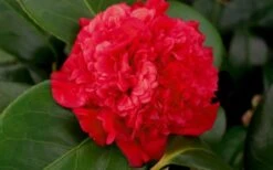 Professor Sargent Camellia Japonica - 7 Gallon Pot (3-4') -Green Haven Sales camellia professor sargent bloom 2