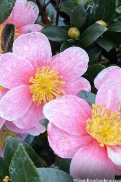 Maggie's Pink Camellia - 3 Gallon Pot -Green Haven Sales camellia sasanqua maggies pink 3