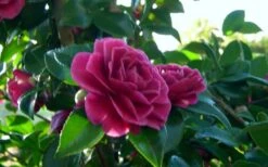 Purple Haze Camellia- 2 Gallon Pot -Green Haven Sales camellia sasanqua purple haze 2