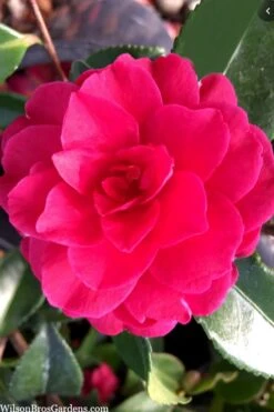 Purple Haze Camellia- 3 Gallon Pot -Green Haven Sales camellia sasanqua purple haze 4 1