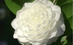 Sea Foam White Camellia Japonica - 1 Gallon Pot -Green Haven Sales camellia sea foam 3