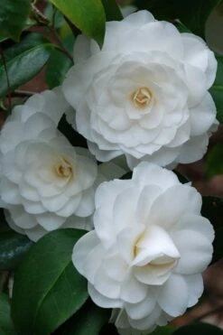 White By The Gate Camellia Japonica - 6 Pack Of 1 Gallon Pot 7 White By The Gate Camellia Japonica - 6 Pack Of 1 Gallon Pot -Green Haven Sales camellia white by the gate 1