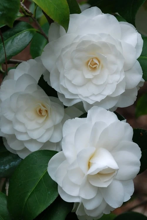 White By The Gate Camellia Japonica - 6 Pack Of 1 Gallon Pot 4 White By The Gate Camellia Japonica - 6 Pack Of 1 Gallon Pot - Image 4