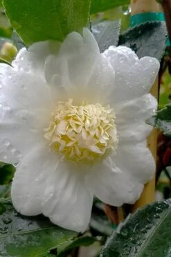 Winter's Snowman Camellia Hybrid - 7 Gallon Pot (2-3') -Green Haven Sales camellia winters snowman 105 1