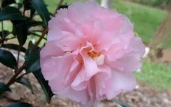 Cotton Candy Camellia Sasanqua - 3 Gallon Pot 9 Cotton Candy Camellia Sasanqua - 3 Gallon Pot -Green Haven Sales camelliacottoncandy