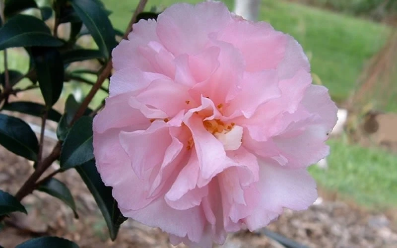 Cotton Candy Camellia Sasanqua - 3 Gallon Pot 5 Cotton Candy Camellia Sasanqua - 3 Gallon Pot - Image 5
