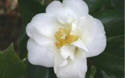 White Empress Camellia Japonica - 1 Gallon Pot -Green Haven Sales camelliawhiteempress