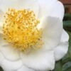 White Empress Camellia Japonica - 3 Gallon Pot