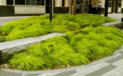 Evercolor Everillo Carex - 8 Pack Of 1 Gallon Pots -Green Haven Sales carex everillo 20