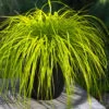 Evercolor Everillo Carex - 8 Pack Of 1 Gallon Pots
