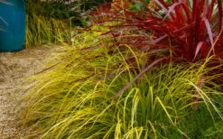 Evercolor Everillo Carex - 8 Pack Of 1 Gallon Pots -Green Haven Sales carex everillo 23