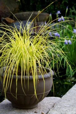 Evercolor Everillo Carex - 8 Pack Of 1 Gallon Pots -Green Haven Sales carex everillo 24
