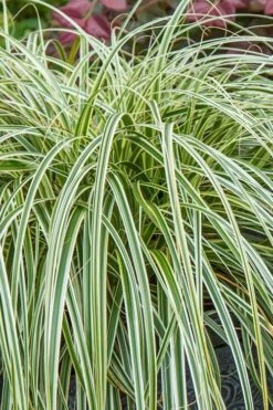 Feather Falls Sedge (Carex Oshimensis) - 5 Pack Of Quart Pots -Green Haven Sales carex oshimensis fetaher falls sedge grass 1