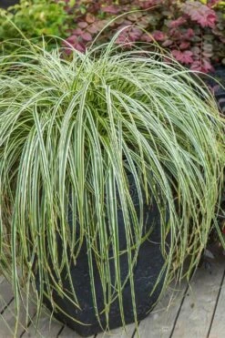 Feather Falls Sedge (Carex Oshimensis) - 5 Pack Of Quart Pots -Green Haven Sales carex oshimensis fetaher falls sedge grass 2