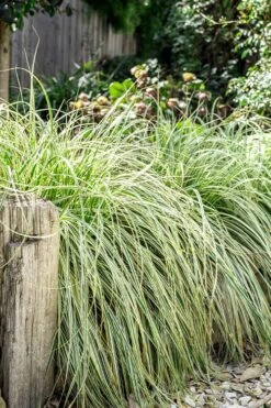 Feather Falls Sedge (Carex Oshimensis) - 5 Pack Of Quart Pots -Green Haven Sales carex oshimensis fetaher falls sedge grass 5