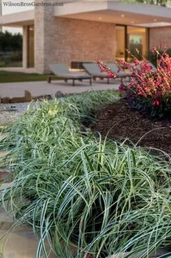 Feather Falls Sedge (Carex Oshimensis) - 5 Pack Of Quart Pots -Green Haven Sales carex oshimensis fetaher falls sedge grass 7