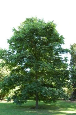 Cherryle Pecan Tree - 5 Gallon Pot -Green Haven Sales carya illinionensis hardy pecan 2