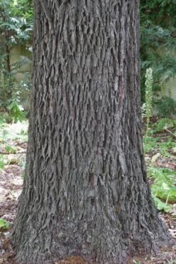 Cherryle Pecan Tree - 5 Gallon Pot -Green Haven Sales carya illinionensis hardy pecan 6