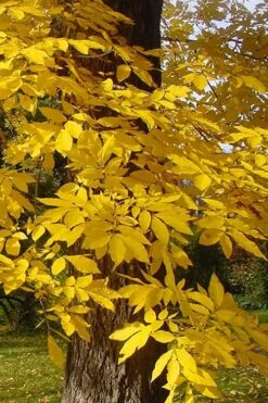 Cherryle Pecan Tree - 5 Gallon Pot -Green Haven Sales carya illinionensis hardy pecan fall leaf color 4