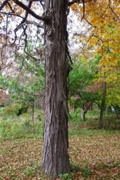 Shagbark Hickory Tree (Carya Ovata) - 3 Gallon Pot -Green Haven Sales carya ovata shagbark hickory tree 1