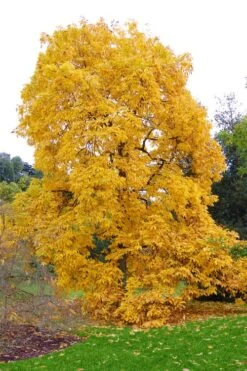 Shagbark Hickory Tree (Carya Ovata) - 3 Gallon Pot -Green Haven Sales carya ovata shagbark hickory tree 3