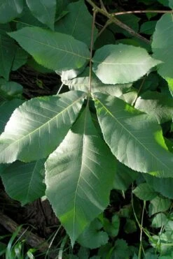 Shagbark Hickory Tree (Carya Ovata) - 3 Gallon Pot -Green Haven Sales carya ovata shagbark hickory tree leaves 3