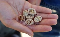 Shagbark Hickory Tree (Carya Ovata) - 3 Gallon Pot -Green Haven Sales carya ovata shagbark hickory tree nuts 4